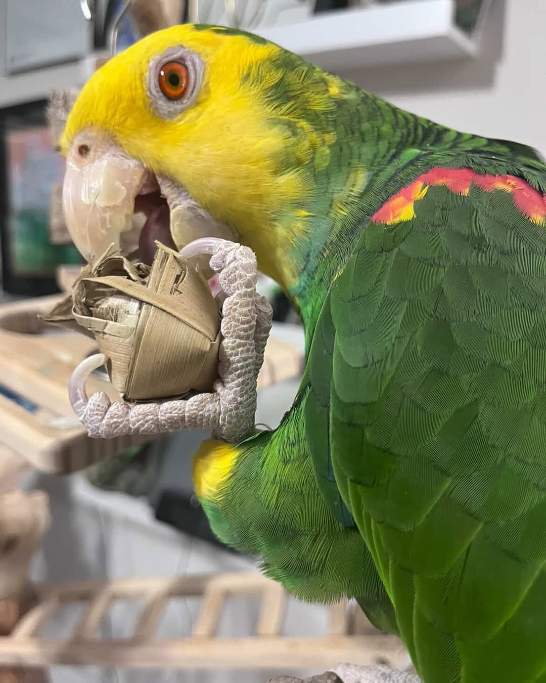 Titan – 3-Year-Old Male Double Yellow-Headed Amazon Parrot | Hand-Raised Talking Companion