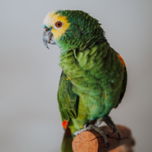 Chico – 18-Year-Old Male Double Yellow-Headed Amazon Parrot | Experienced Talking Companion