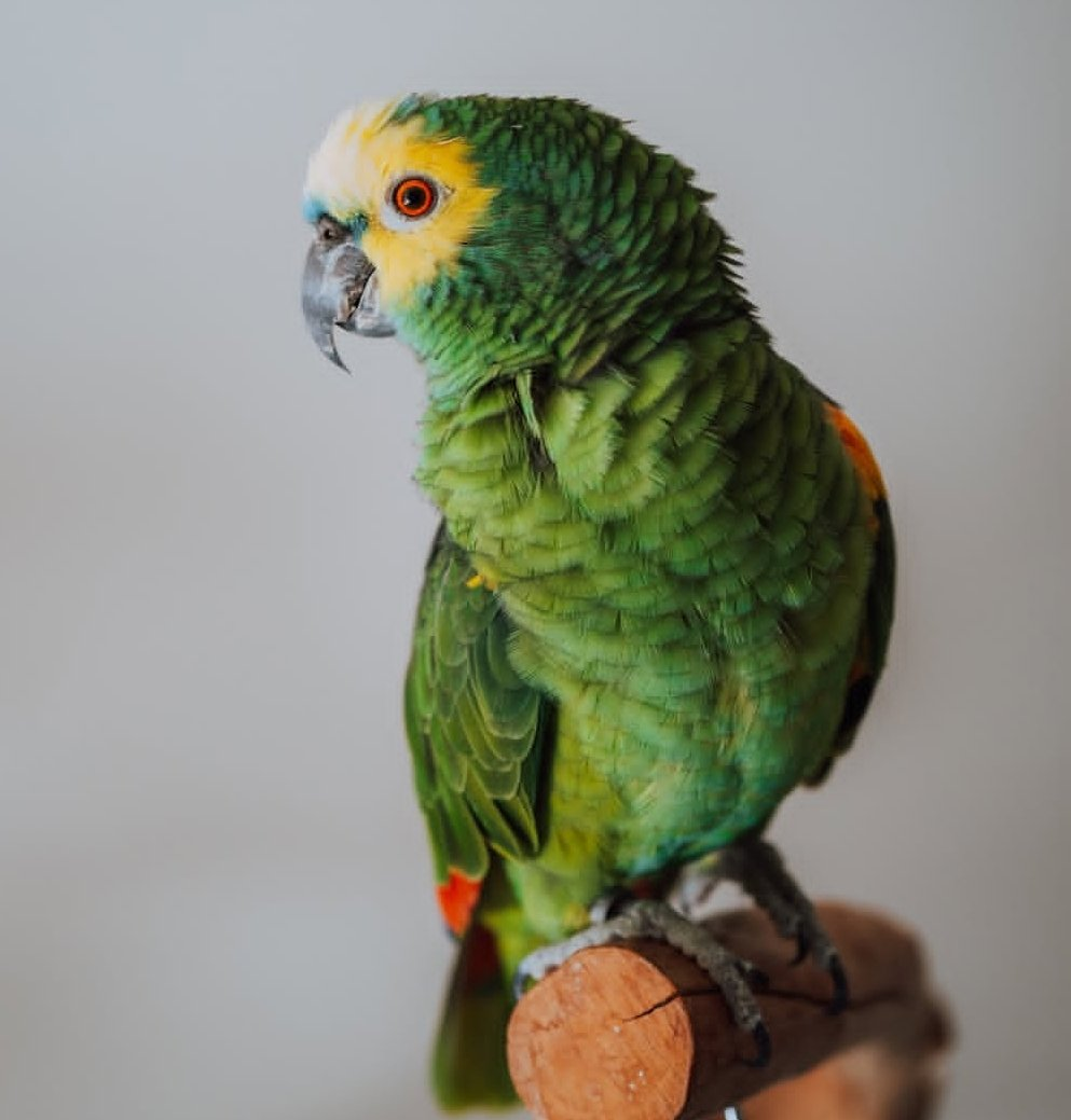 Chico – 18-Year-Old Male Double Yellow-Headed Amazon Parrot | Experienced Talking Companion