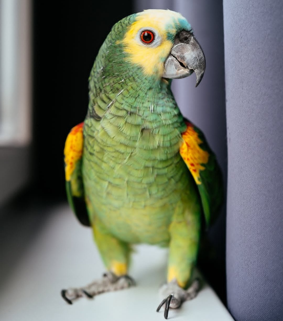 Chico – 18-Year-Old Male Double Yellow-Headed Amazon Parrot | Experienced Talking Companion - Image 2