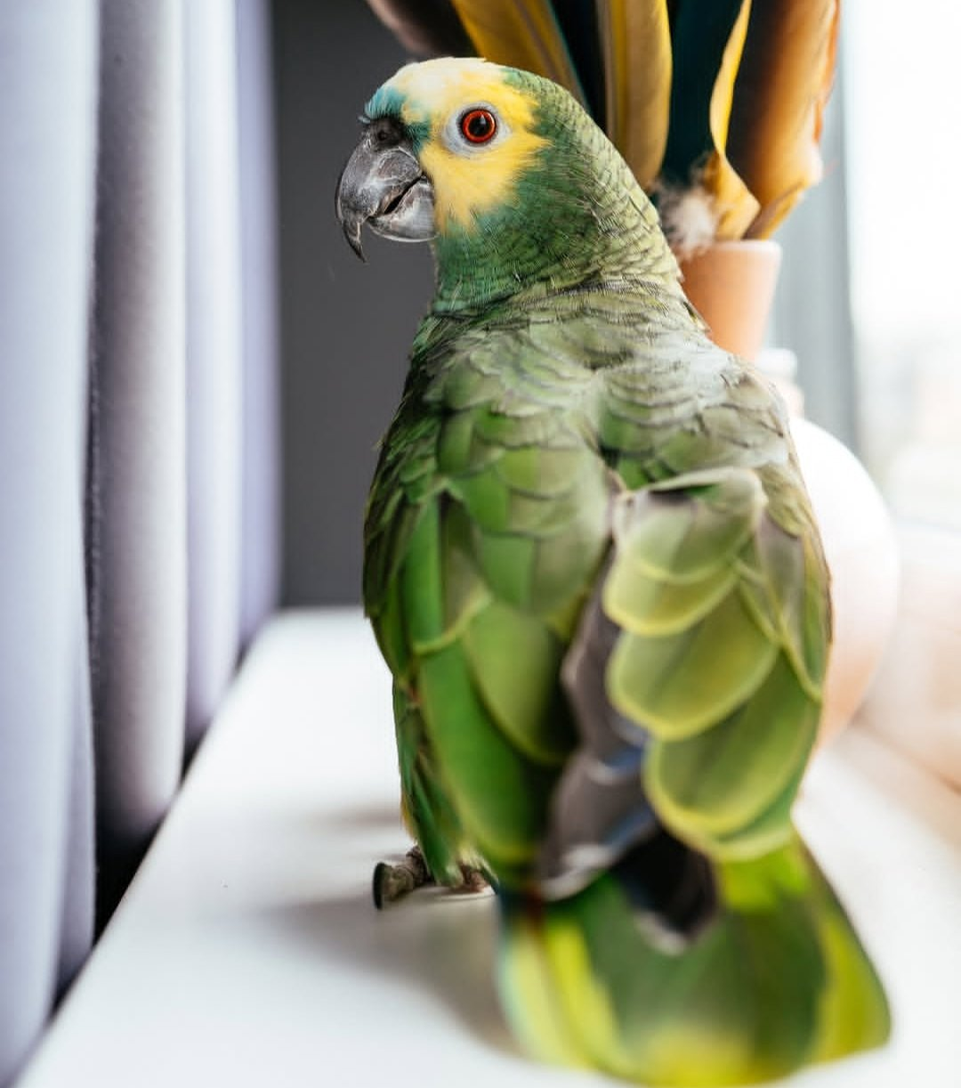 Chico – 18-Year-Old Male Double Yellow-Headed Amazon Parrot | Experienced Talking Companion - Image 3