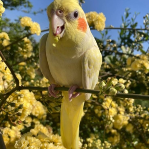 Pearl – 2-Year-Old Female Lutino Cockatiel | Hand-Raised Companion Bird