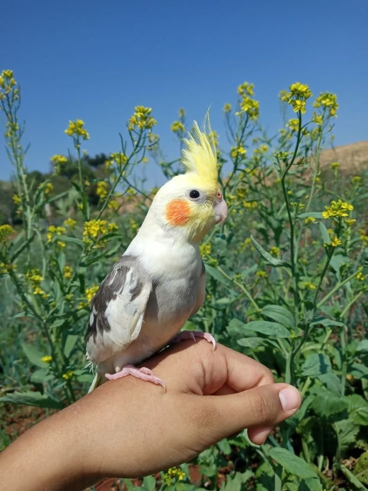 Jazzy – 1-Year-Old Pied Cockatiel | Playful Hand-Raised Companion Bird - Image 3