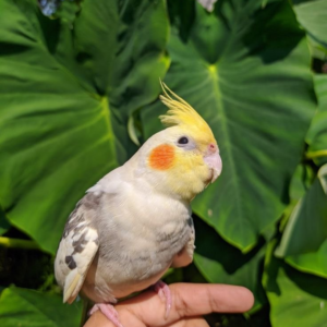 Jazzy – 1-Year-Old Pied Cockatiel | Playful Hand-Raised Companion Bird