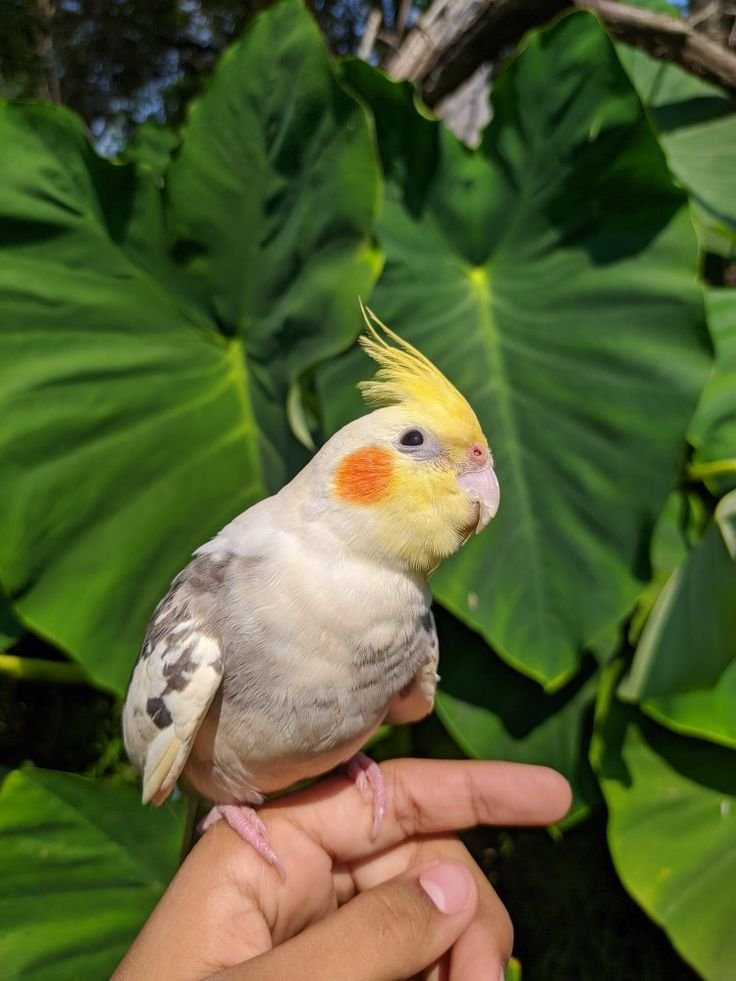 Jazzy – 1-Year-Old Pied Cockatiel | Playful Hand-Raised Companion Bird