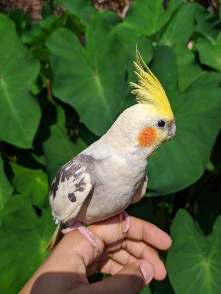 Jazzy – 1-Year-Old Pied Cockatiel | Playful Hand-Raised Companion Bird - Image 2
