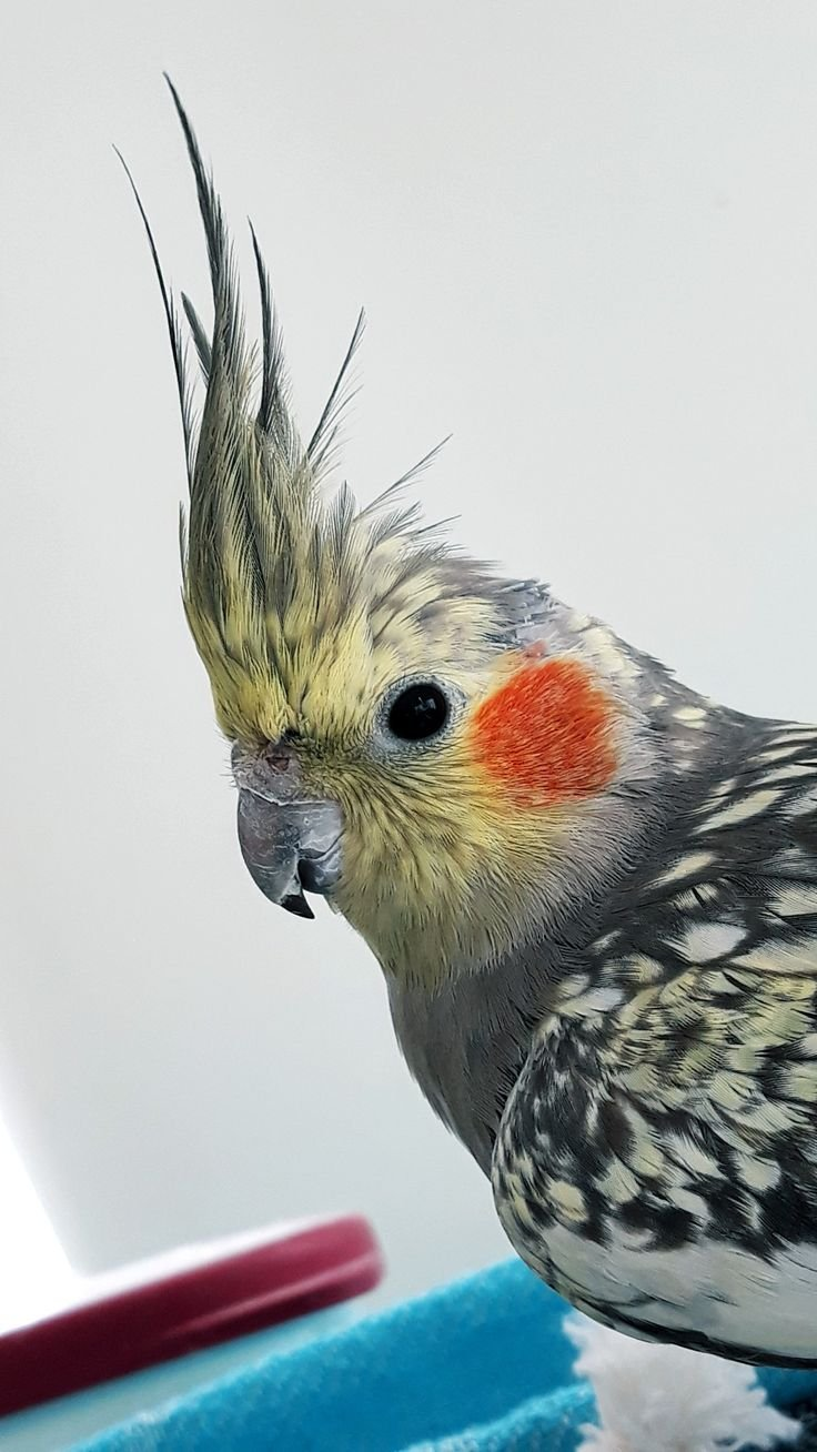 Rio – 2-Year-Old Male Cockatiel | Friendly Hand-Raised Companion Bird - Image 3