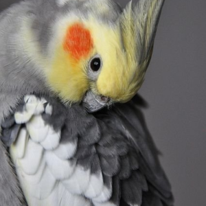 Rio – 2-Year-Old Male Cockatiel | Friendly Hand-Raised Companion Bird