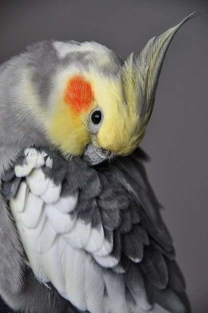 Rio – 2-Year-Old Male Cockatiel | Friendly Hand-Raised Companion Bird