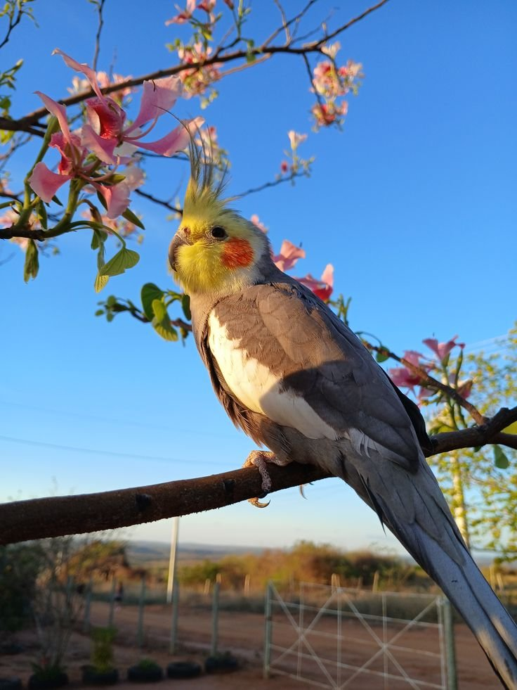 Rio – 2-Year-Old Male Cockatiel | Friendly Hand-Raised Companion Bird - Image 2