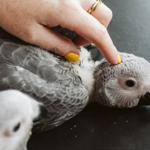 Max – 7-Week-Old Male African Grey Parrot | Hand-Raised Baby