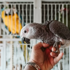 Daisy – 10-Week-Old Female African Grey Parrot | Hand-Raised Baby