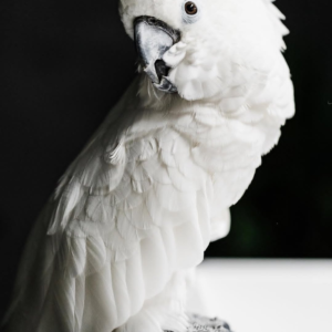 Luna – 4-Year-Old Female Umbrella Cockatoo | Hand-Raised Companion Parrot