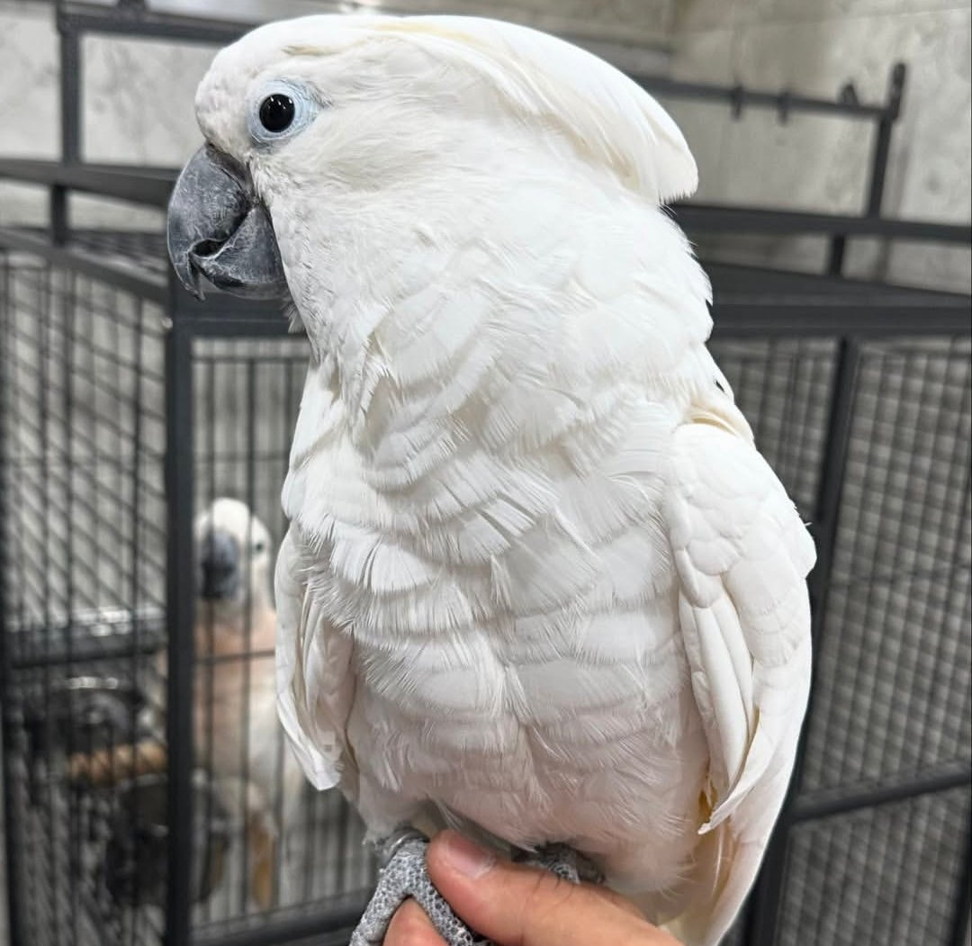 Apollo – 2 Years 4 Weeks Old Male Umbrella Cockatoo | Hand-Raised Companion Parrot - Image 3