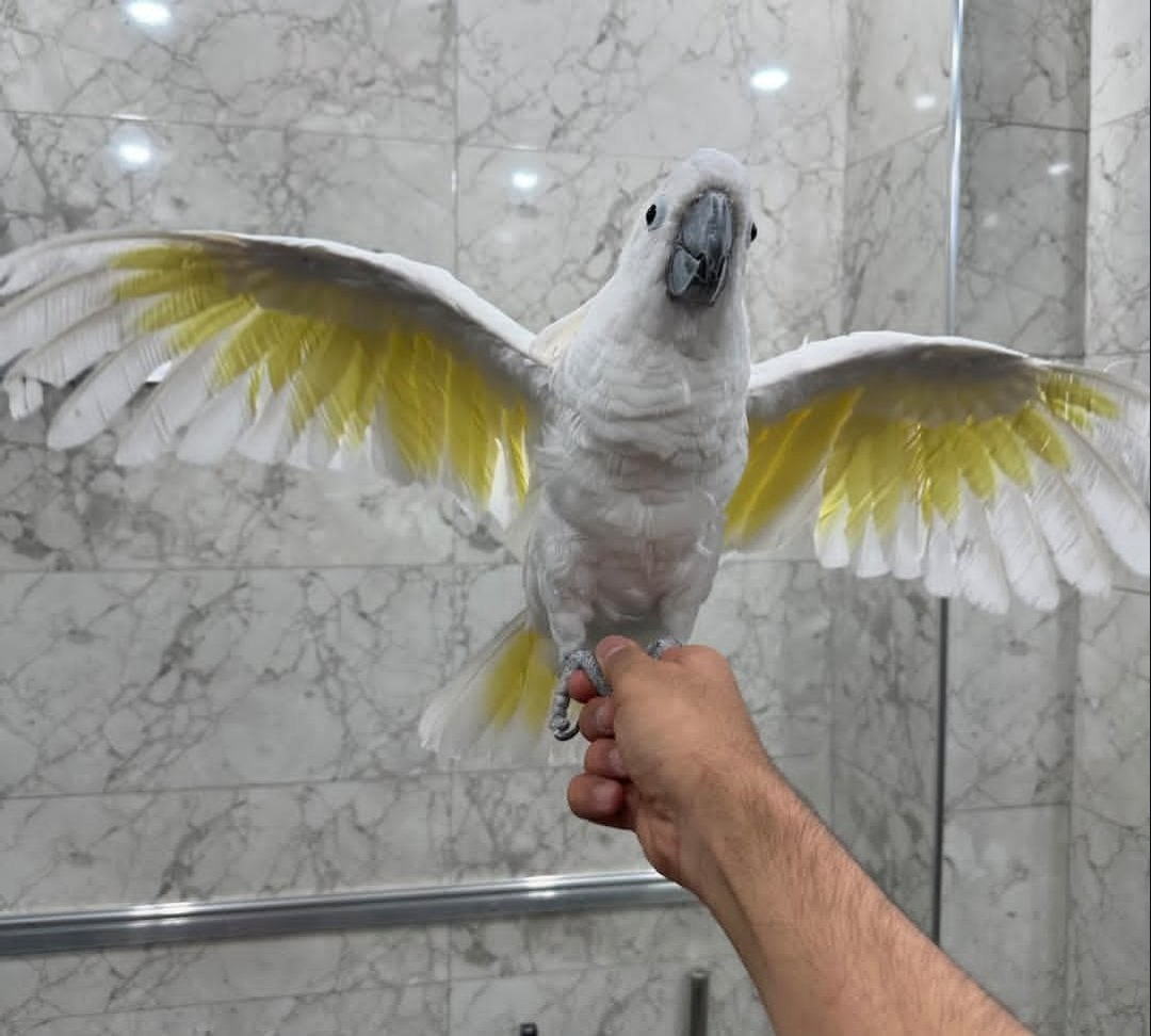 Apollo – 2 Years 4 Weeks Old Male Umbrella Cockatoo | Hand-Raised Companion Parrot - Image 2