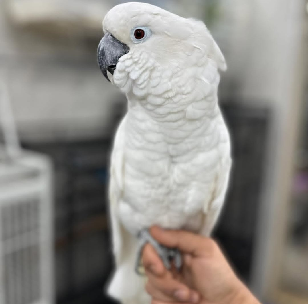 Apollo – 2 Years 4 Weeks Old Male Umbrella Cockatoo | Hand-Raised Companion Parrot