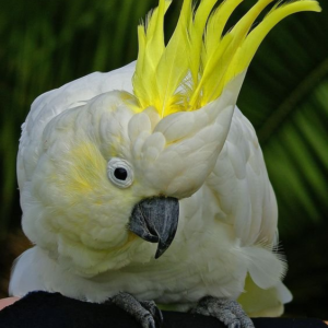 Aurora – 3-Year-Old Female Sulphur-Crested Cockatoo | Hand-Raised Companion Parrot
