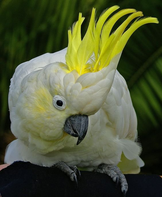 Aurora – 3-Year-Old Female Sulphur-Crested Cockatoo | Hand-Raised Companion Parrot