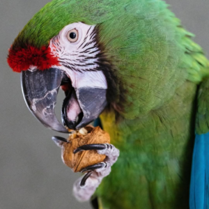 Ranger – 3-Year-Old Male Military Macaw | Bold & Intelligent Companion