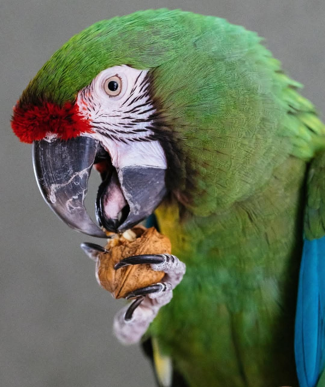 Ranger – 3-Year-Old Male Military Macaw | Bold & Intelligent Companion