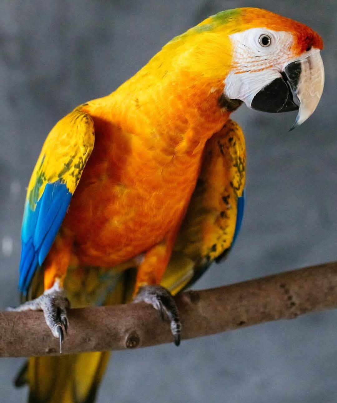 Valor – 6-Year-Old Male Camelot Macaw | Majestic & Intelligent Companion - Image 3