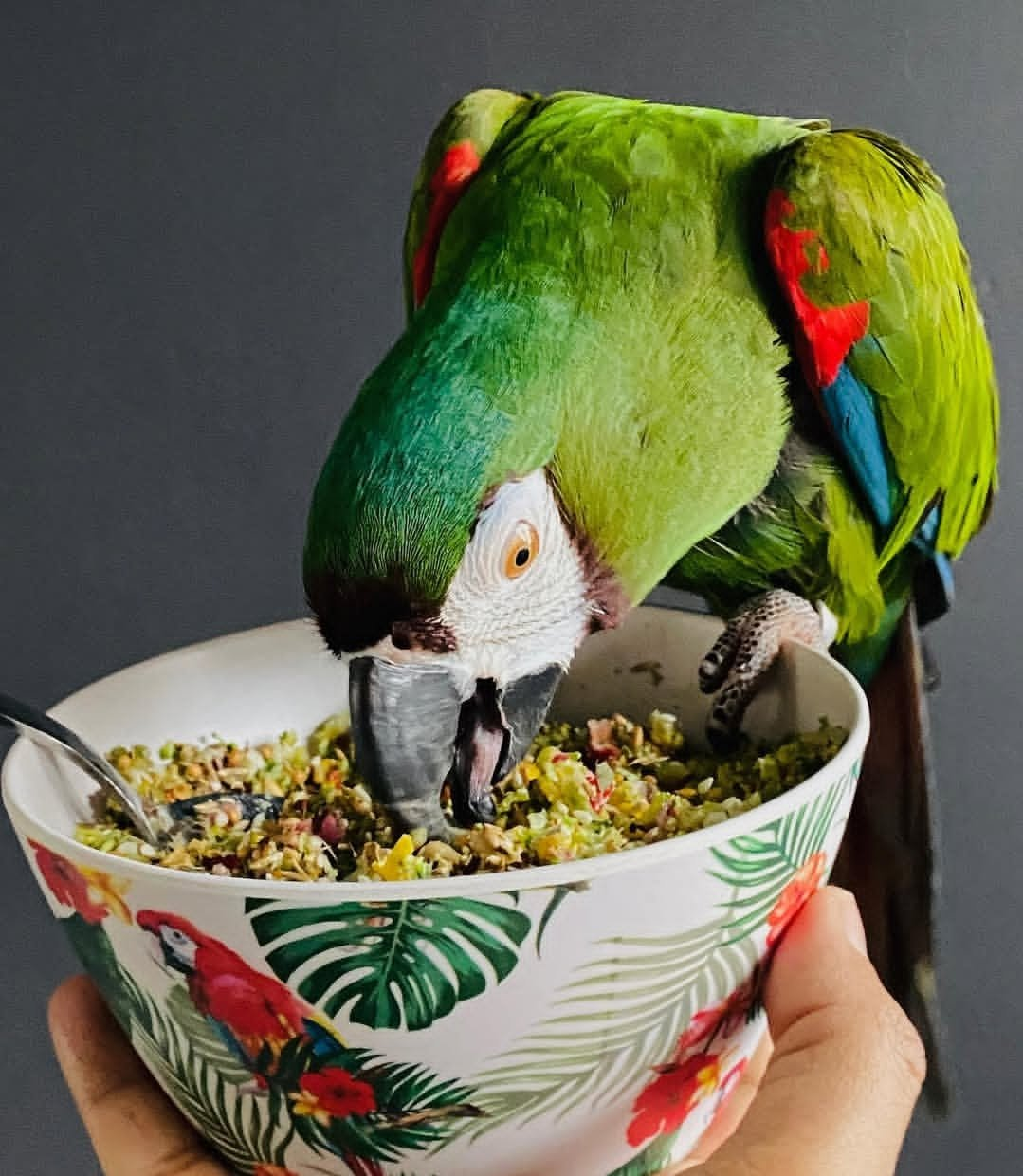 Ranger – 3-Year-Old Male Military Macaw | Bold & Intelligent Companion - Image 3