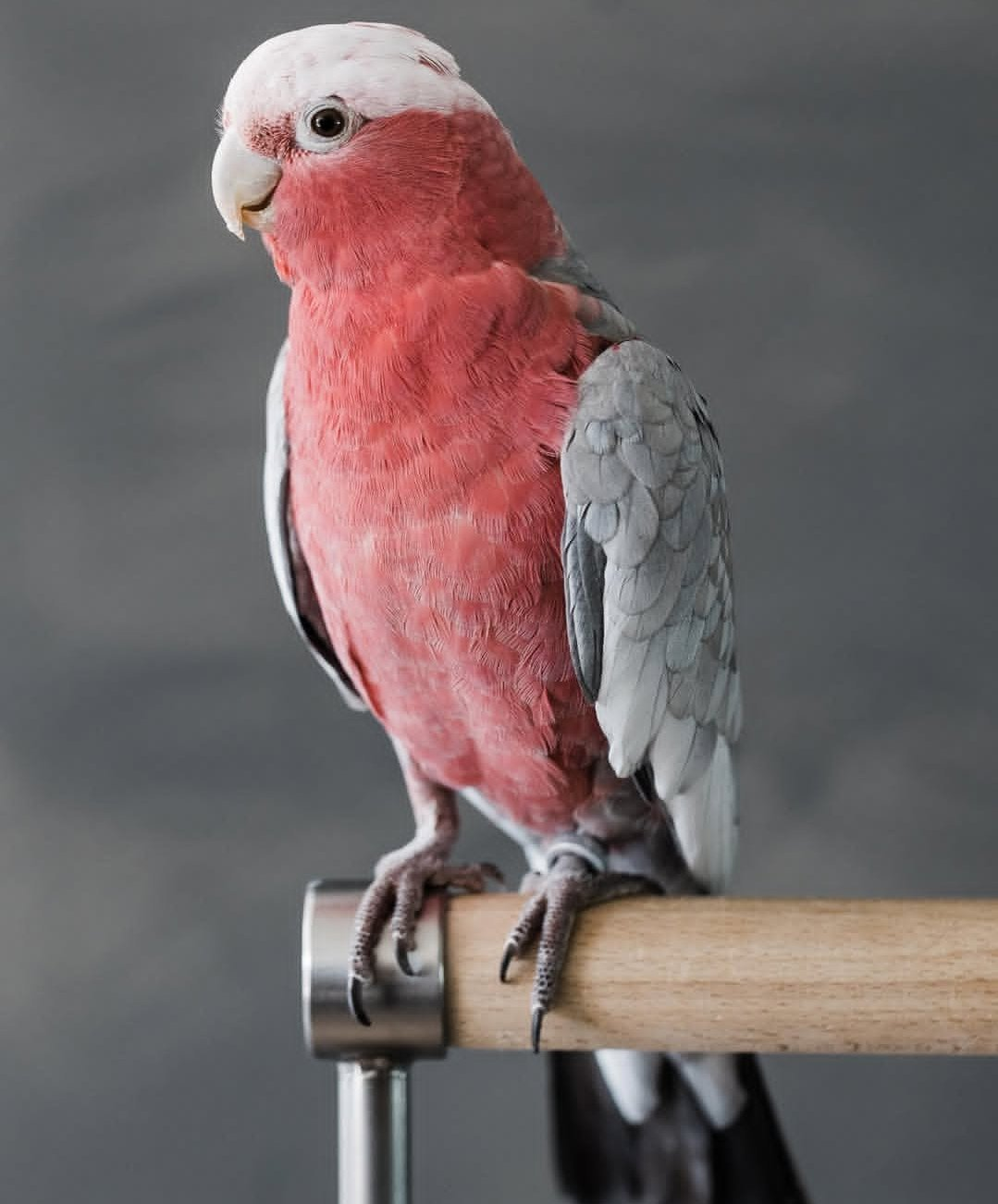Blush – Male Rose-Breasted Galah Cockatoo | Hand-Raised Companion Parrot - Image 3