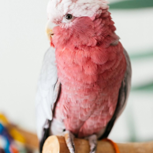 Blush – Male Rose-Breasted Galah Cockatoo | Hand-Raised Companion Parrot