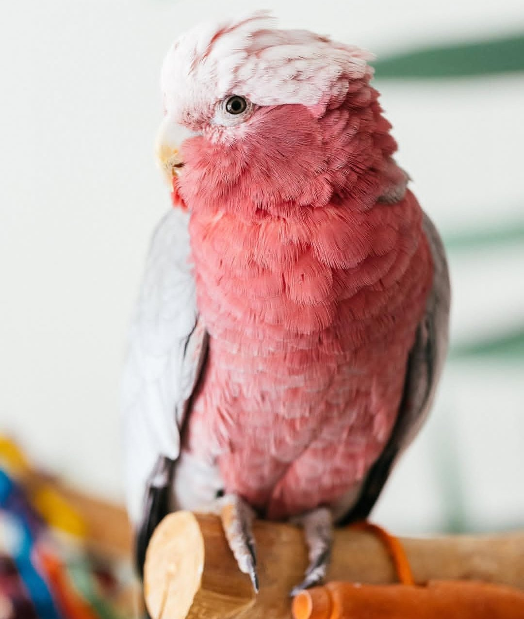 Blush – Male Rose-Breasted Galah Cockatoo | Hand-Raised Companion Parrot
