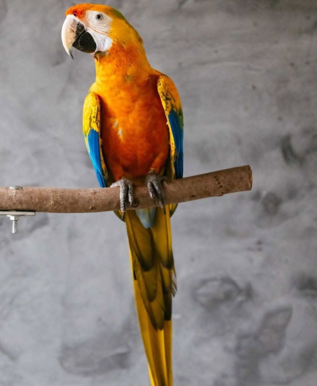 Valor – 6-Year-Old Male Camelot Macaw | Majestic & Intelligent Companion - Image 2
