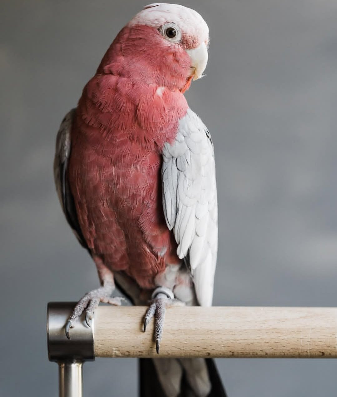 Blush – Male Rose-Breasted Galah Cockatoo | Hand-Raised Companion Parrot - Image 2
