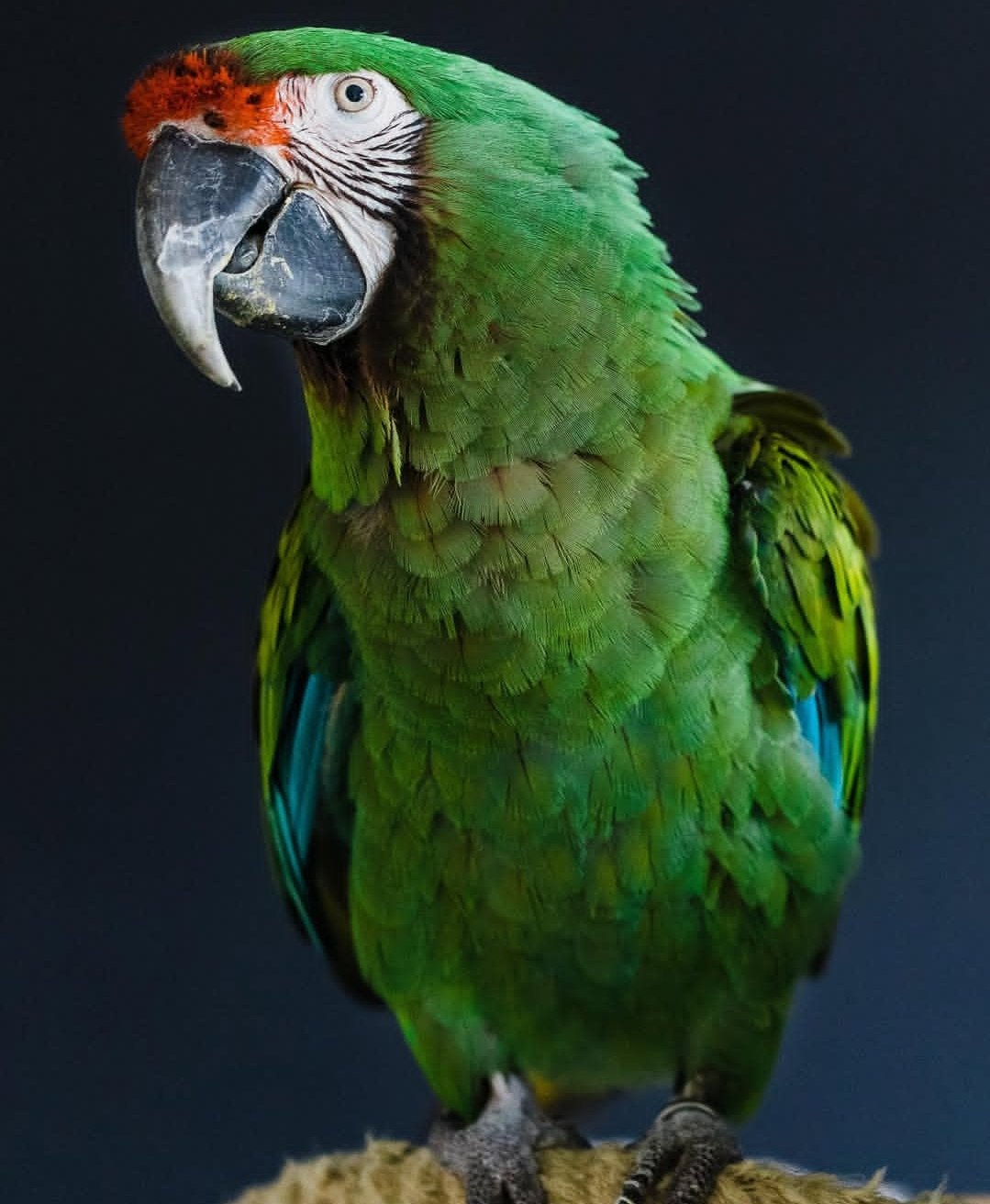 Ranger – 3-Year-Old Male Military Macaw | Bold & Intelligent Companion - Image 2