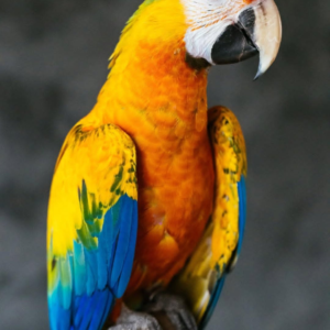 Valor – 6-Year-Old Male Camelot Macaw | Majestic & Intelligent Companion