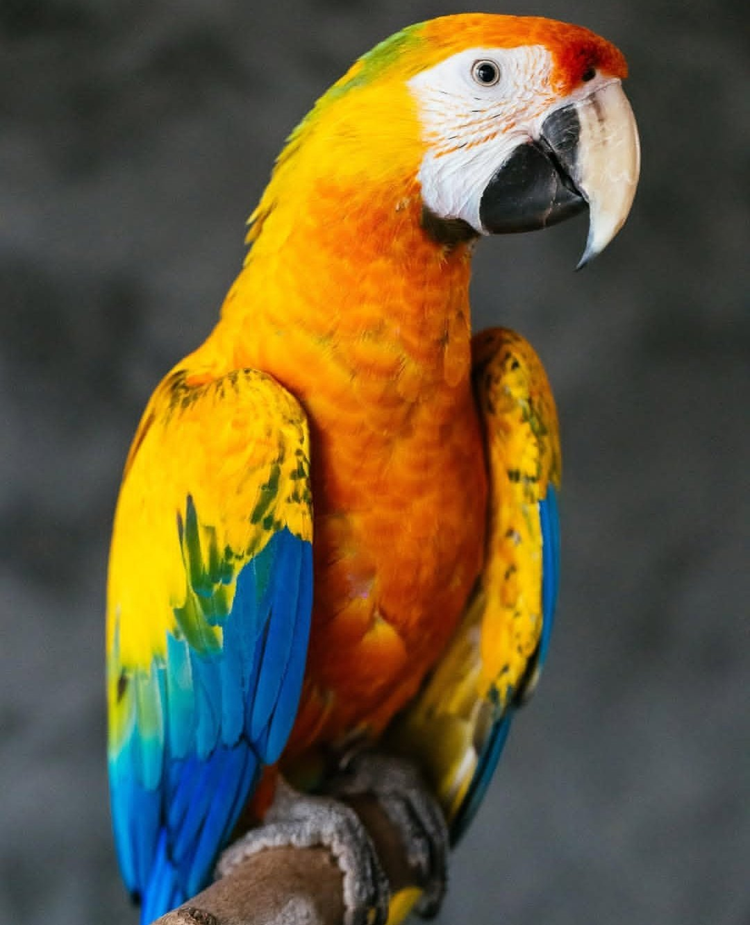 Valor – 6-Year-Old Male Camelot Macaw | Majestic & Intelligent Companion