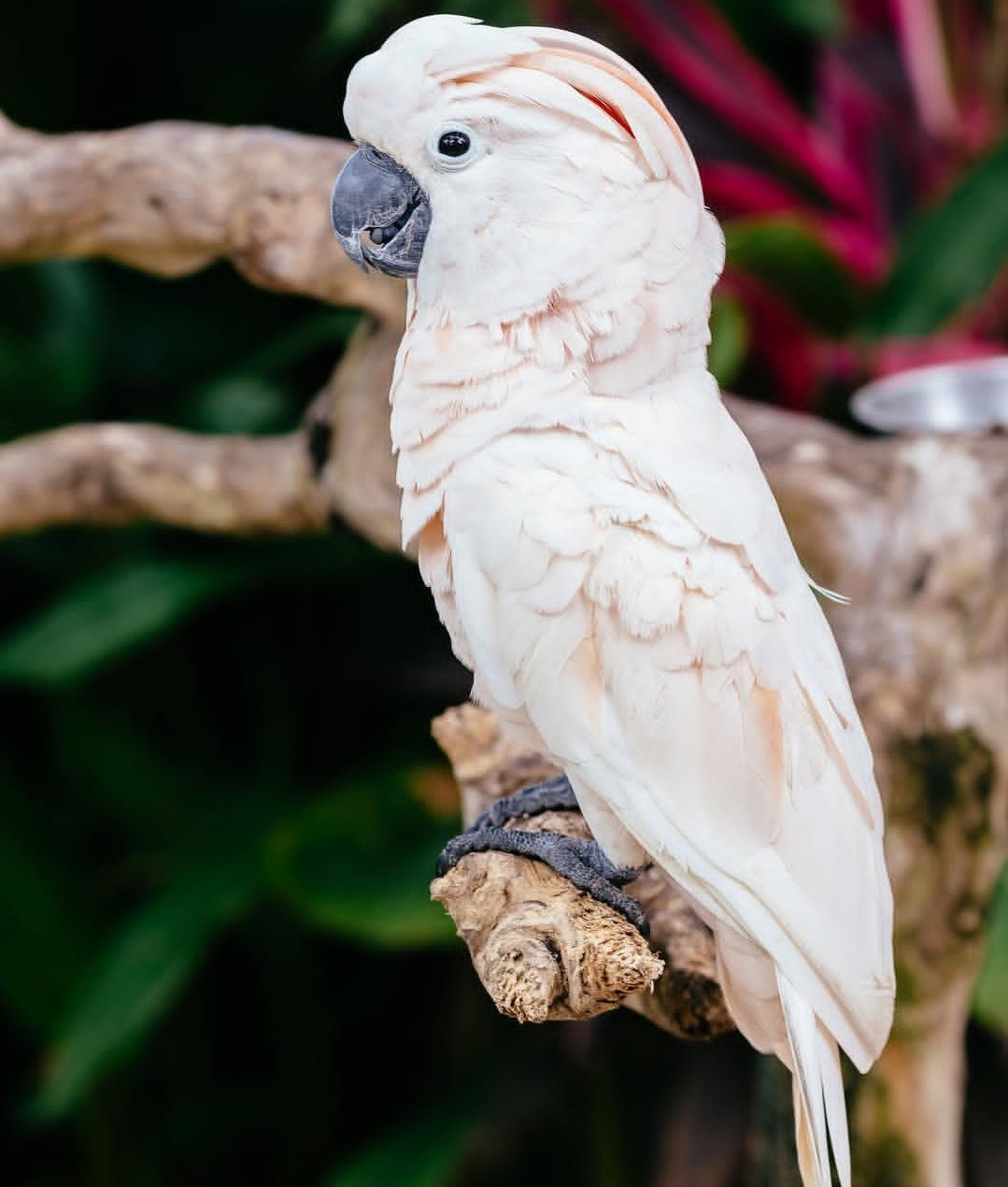 Titan – 2-Year-Old Male Moluccan Cockatoo | Hand-Raised Giant Companion - Image 3