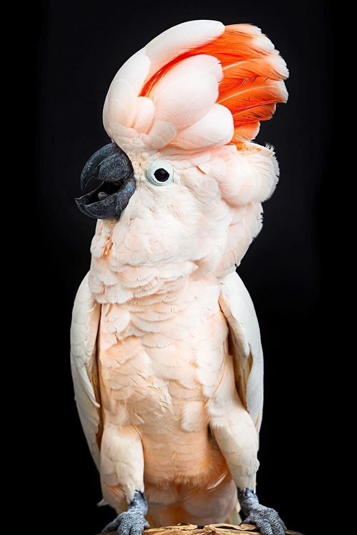 Titan – 2-Year-Old Male Moluccan Cockatoo | Hand-Raised Giant Companion - Image 2