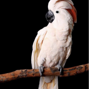 Titan – 2-Year-Old Male Moluccan Cockatoo | Hand-Raised Giant Companion