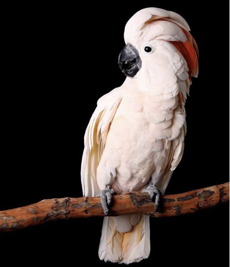 Titan – 2-Year-Old Male Moluccan Cockatoo | Hand-Raised Giant Companion