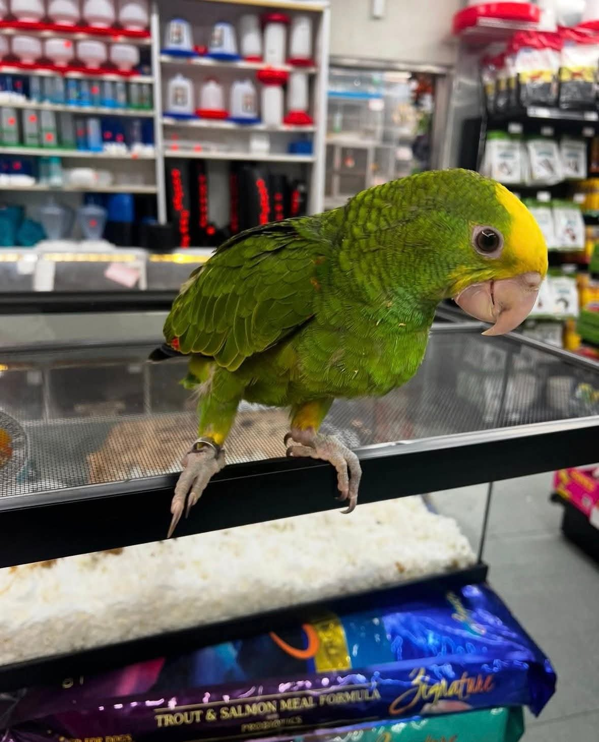 Rio – 11-Month-Old Double Yellow-Headed Amazon Baby | Future Talking Star - Image 3