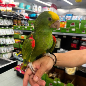 Rio – 11-Month-Old Double Yellow-Headed Amazon Baby | Future Talking Star