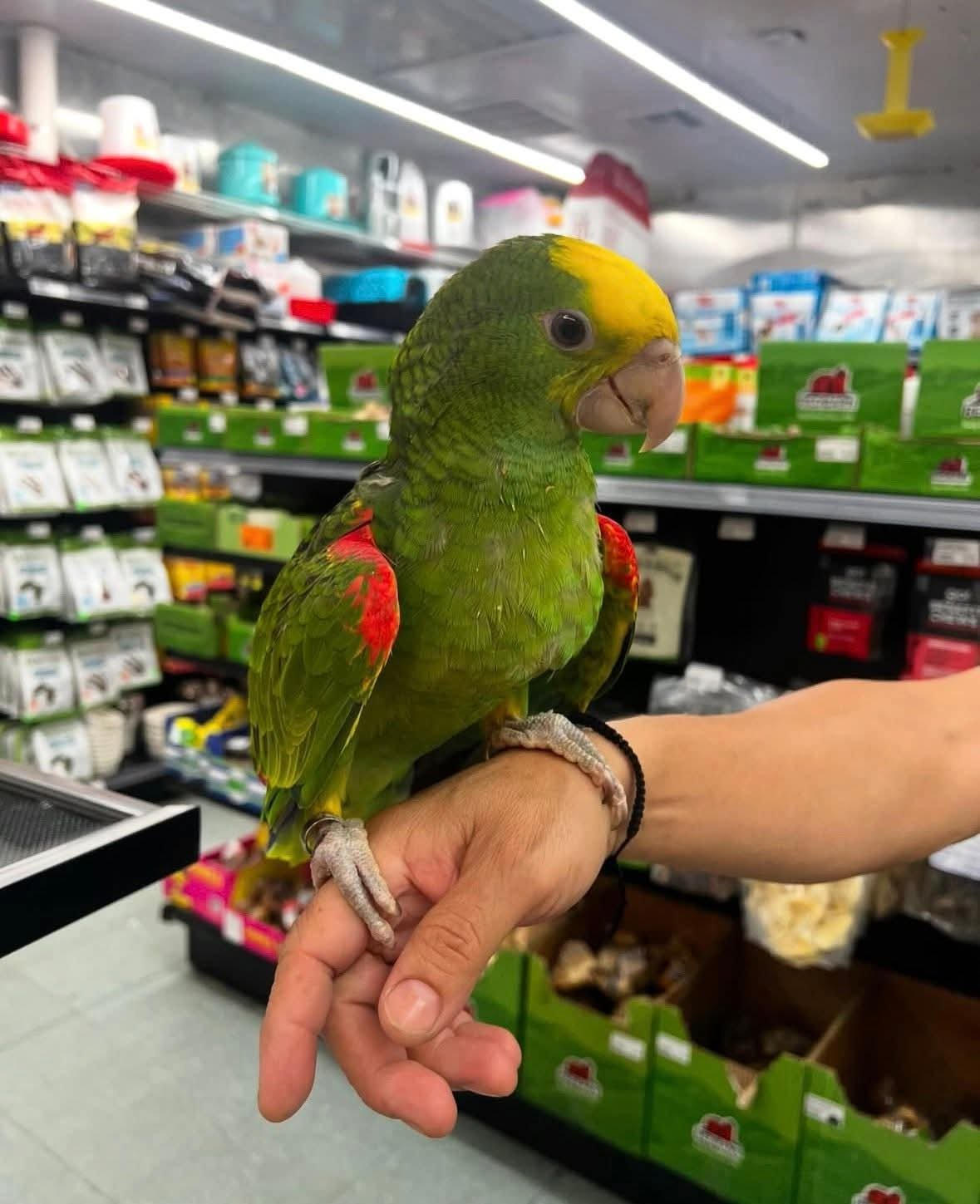 Rio – 11-Month-Old Double Yellow-Headed Amazon Baby | Future Talking Star