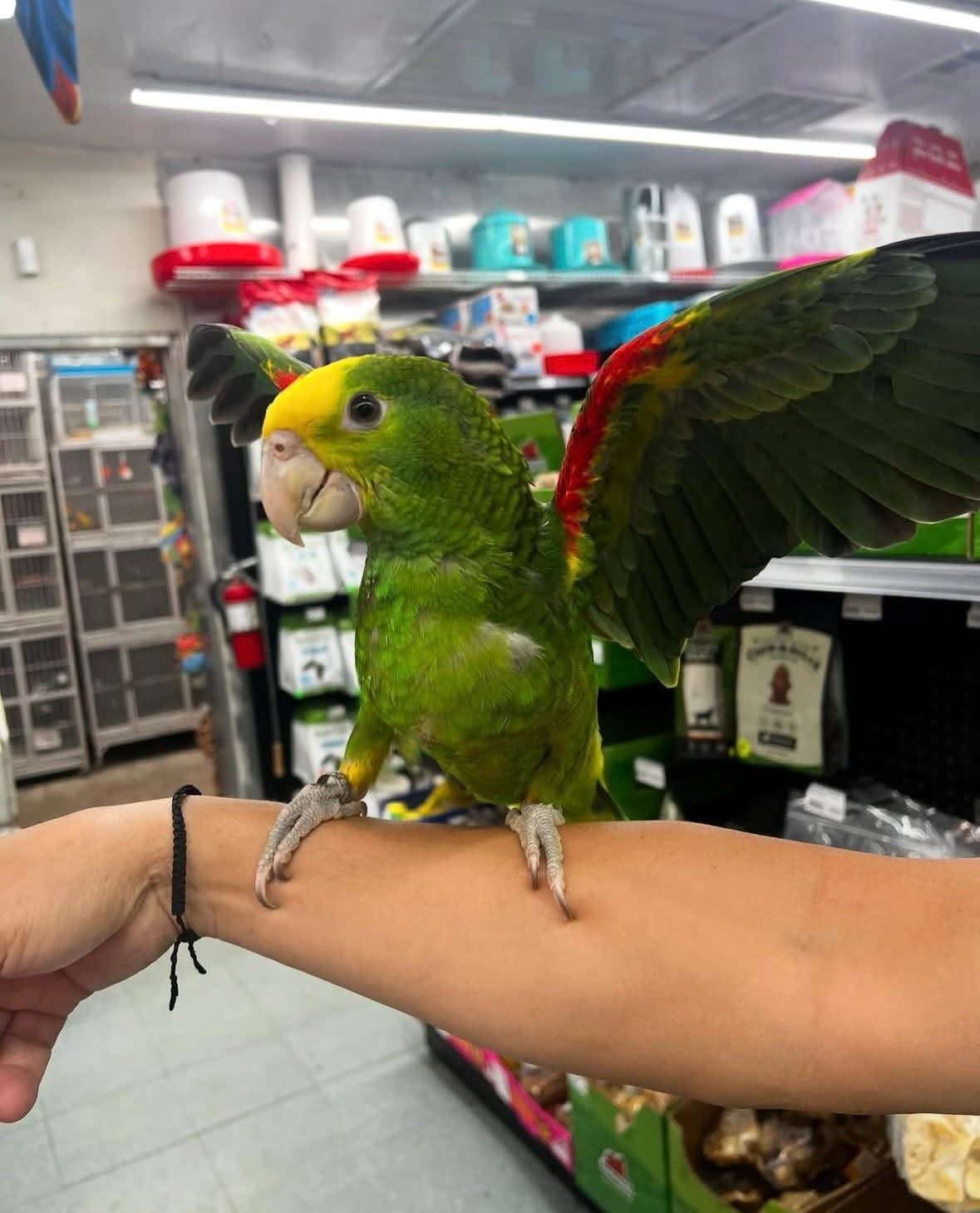 Rio – 11-Month-Old Double Yellow-Headed Amazon Baby | Future Talking Star - Image 2