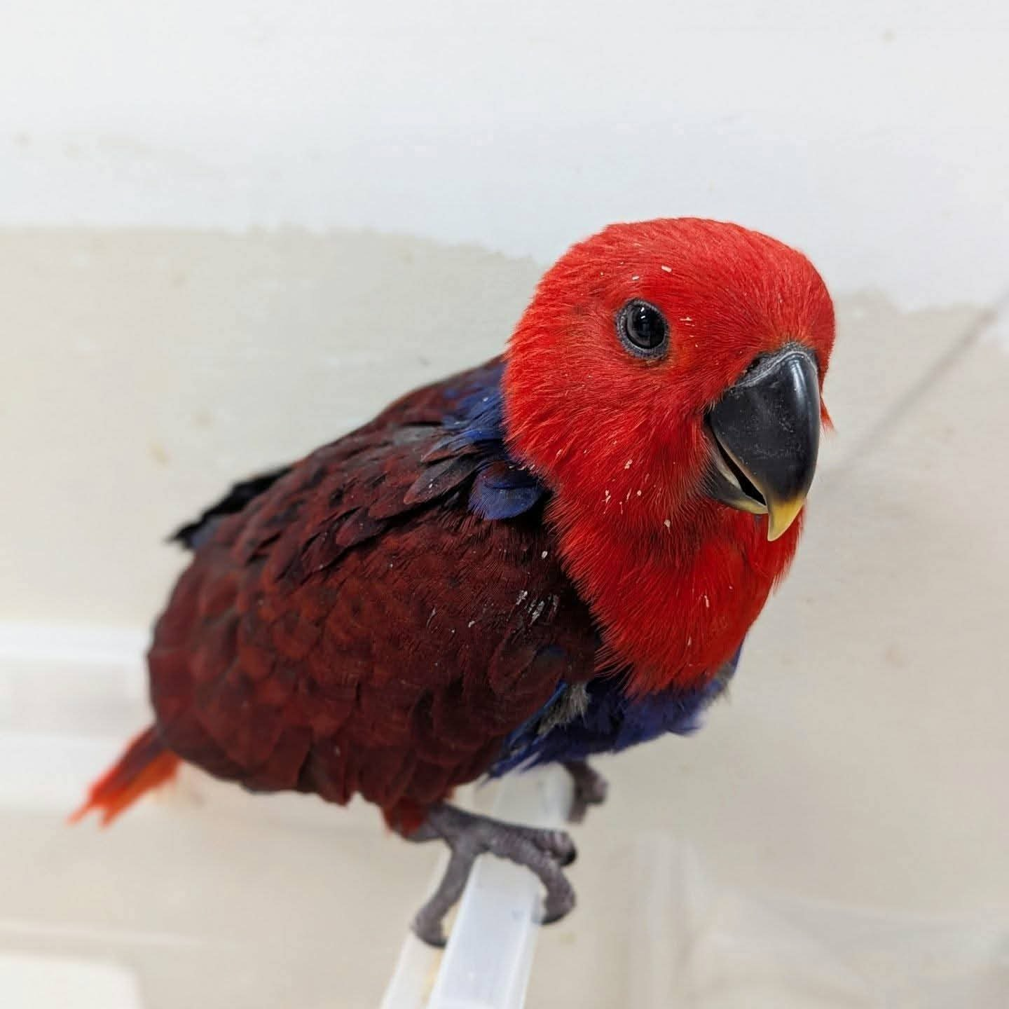 Mimi – 9-Month-Old Female Eclectus Parrot | Hand-Fed & Playful Baby - Image 2