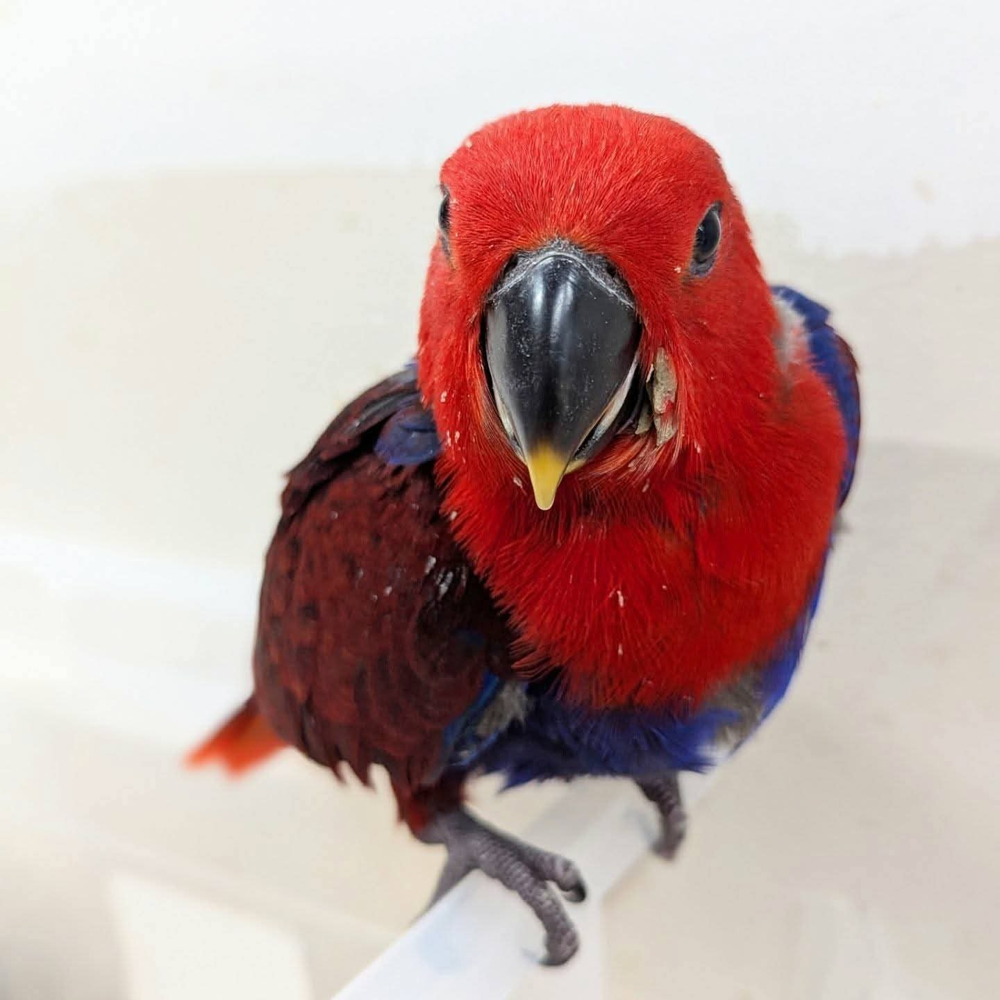 Mimi – 9-Month-Old Female Eclectus Parrot | Hand-Fed & Playful Baby