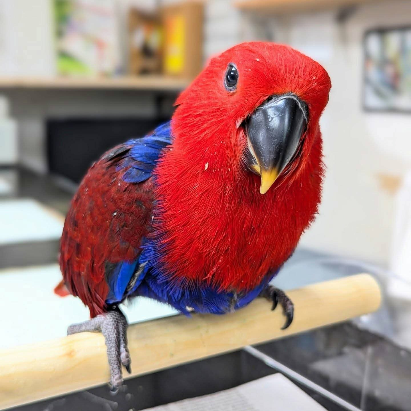 Mimi – 9-Month-Old Female Eclectus Parrot | Hand-Fed & Playful Baby - Image 3