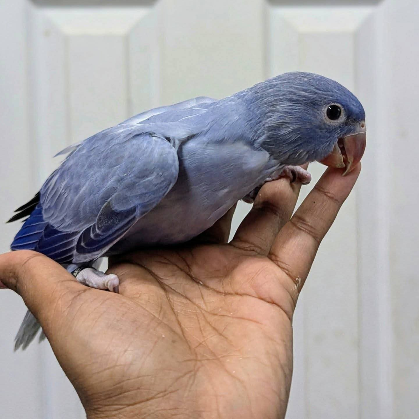 Vio – 12-Week-Old Male Violet Indian Ringneck Parrot | Hand-Fed & Playful Baby - Image 2