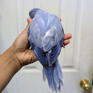Vio – 12-Week-Old Male Violet Indian Ringneck Parrot | Hand-Fed & Playful Baby