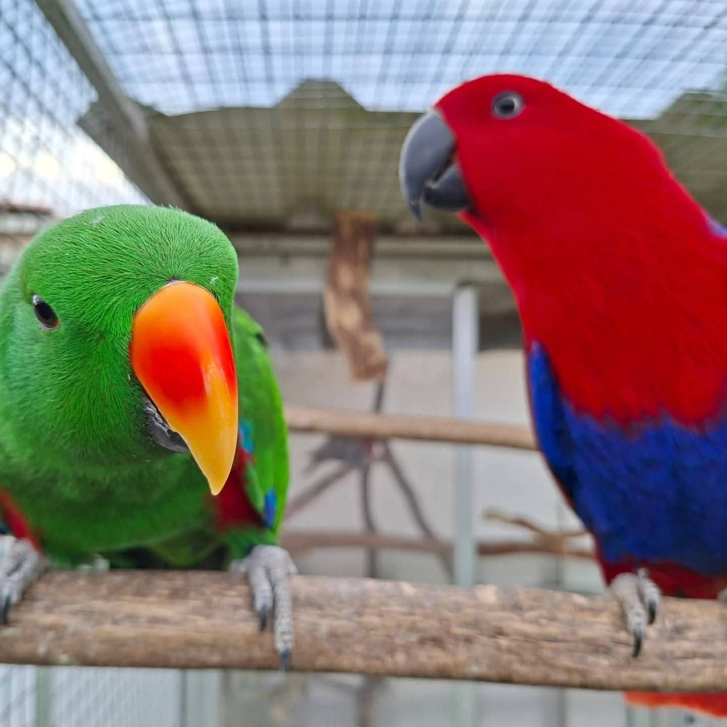 Jasper & Luna – Eclectus Parrot Pair | Rare, Hand-Raised & Social Companions - Image 4