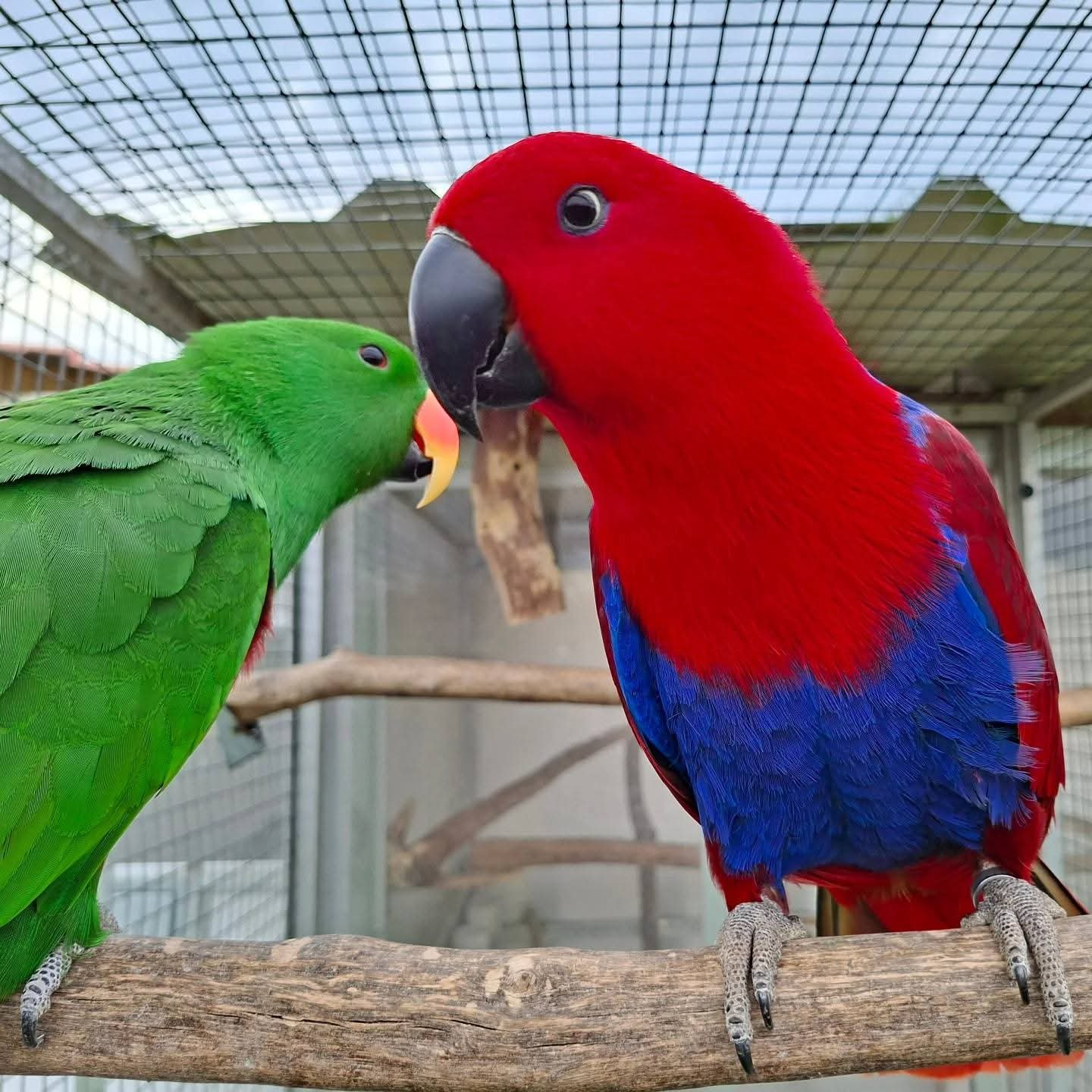 Jasper & Luna – Eclectus Parrot Pair | Rare, Hand-Raised & Social Companions - Image 2