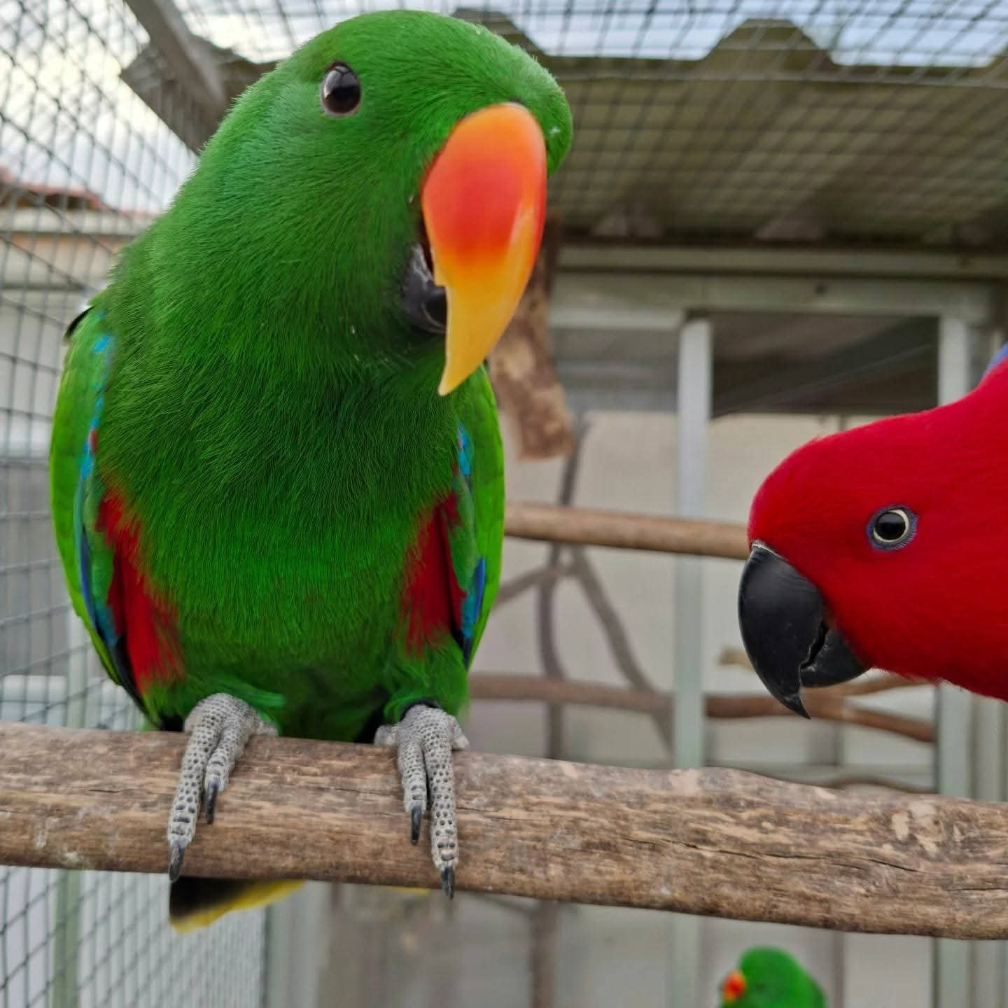 Jasper & Luna – Eclectus Parrot Pair | Rare, Hand-Raised & Social Companions - Image 3
